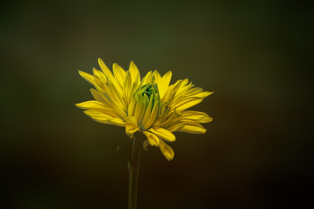 a close up of a yellow flower with a blurry background