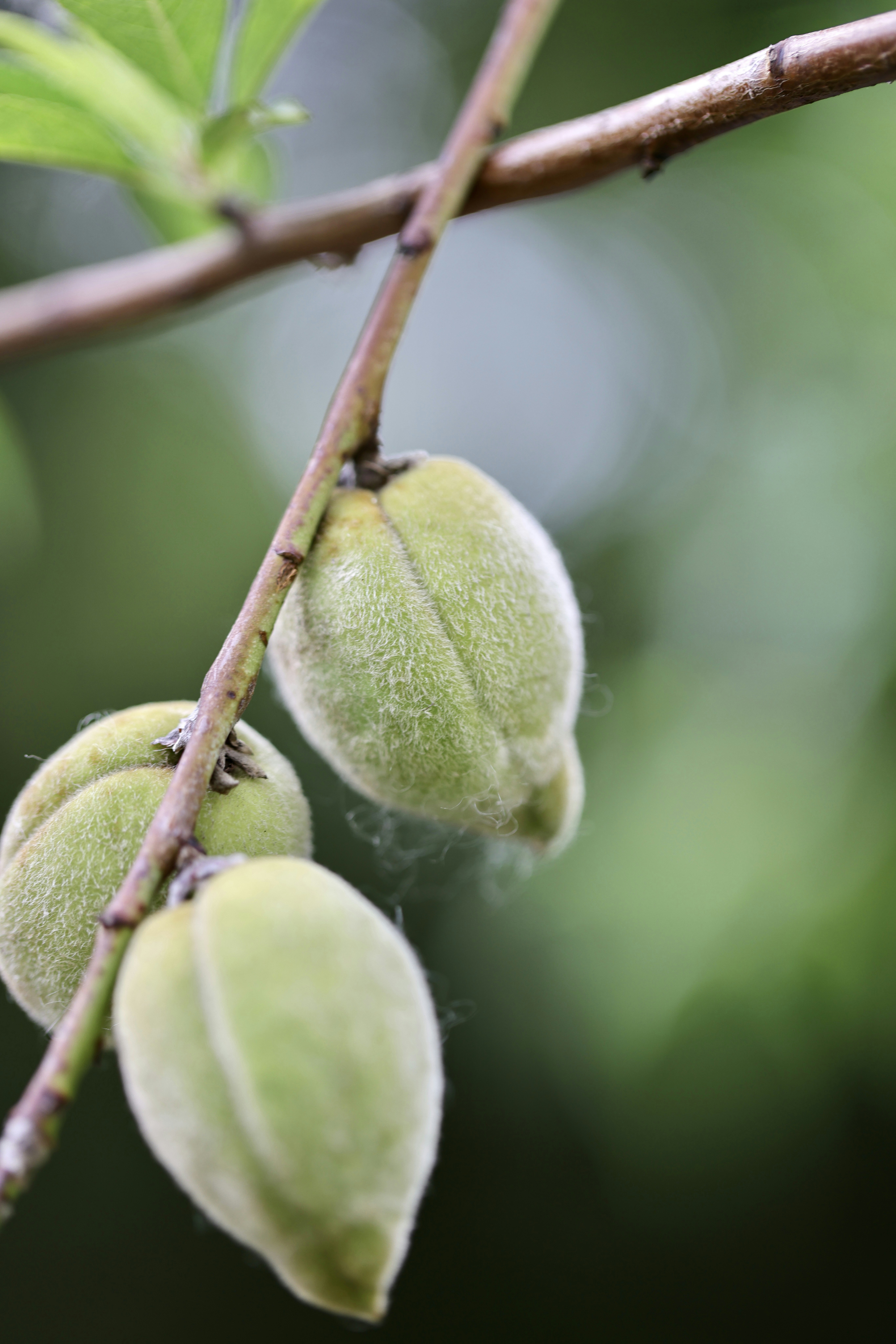 Photo by dickenslin76