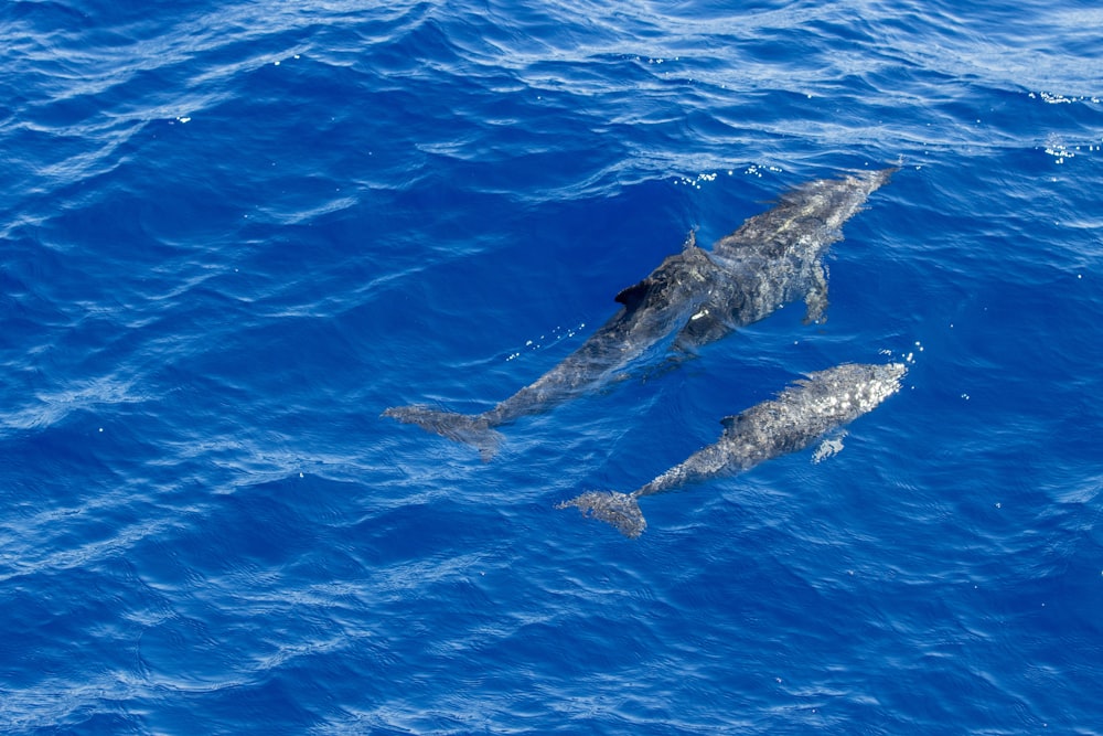 a couple of dolphins swimming in the ocean