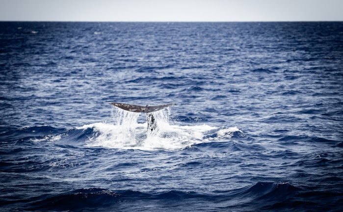 A close-up of a whale's tail as it dives into the sea.
