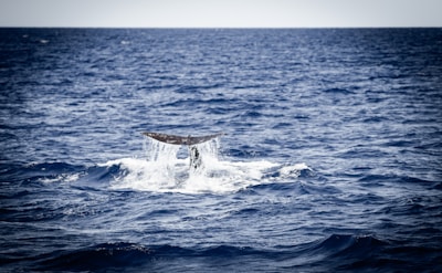 A whale's tail is visible above the ocean's surface, appearing to dive into the deep blue waters. The scene captures movement with water cascading off the tail, set against a vast, expansive view of the sea meeting the sky.