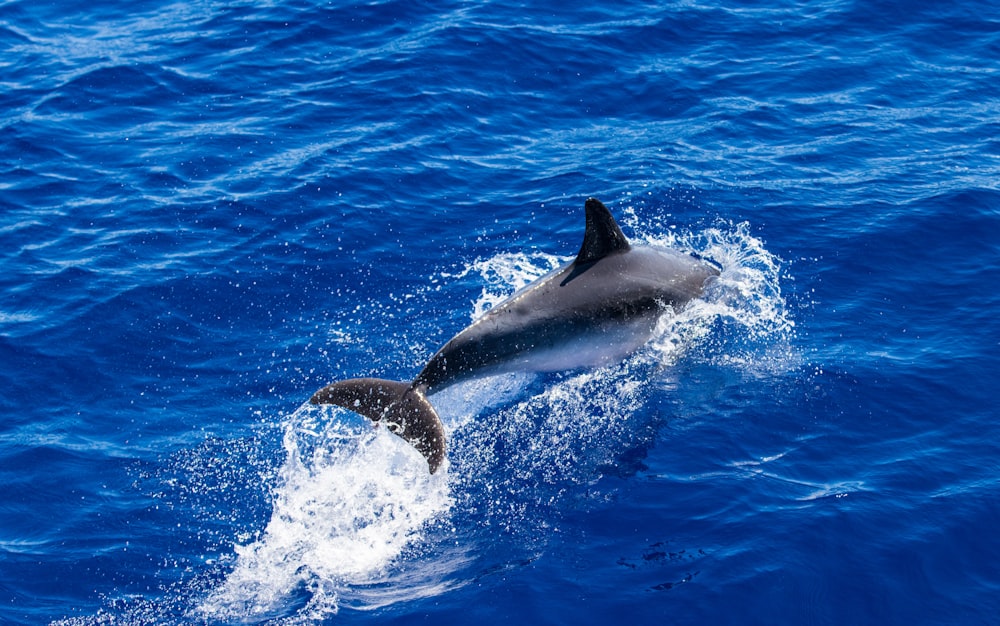 a dolphin is swimming in the water