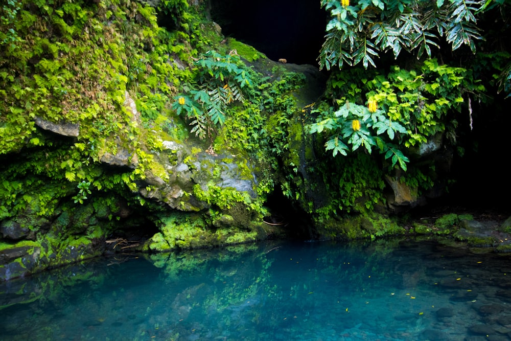a blue pool in the middle of a lush green forest