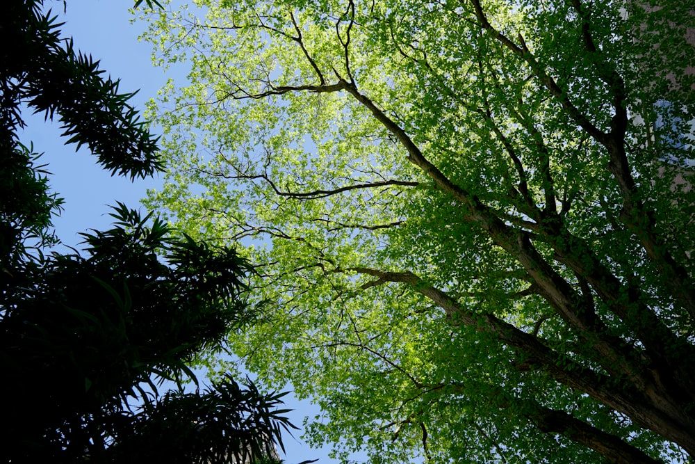 looking up at the canopy of a tree
