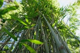 a tall bamboo tree with lots of green leaves