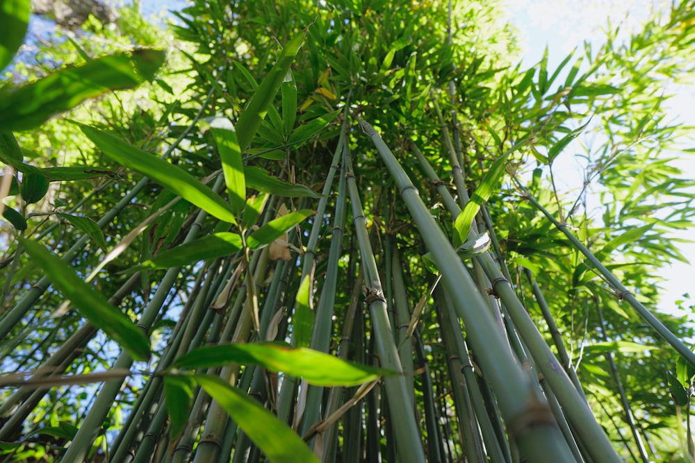 a tall bamboo tree with lots of green leaves