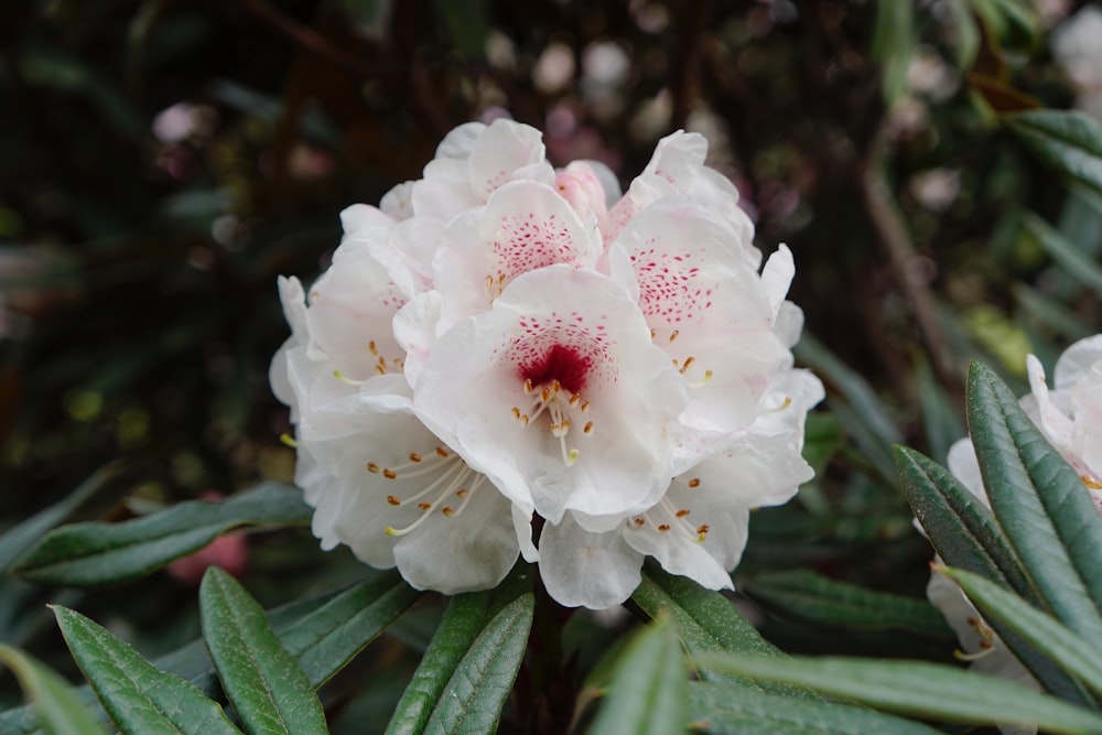 a close up of a flower on a tree