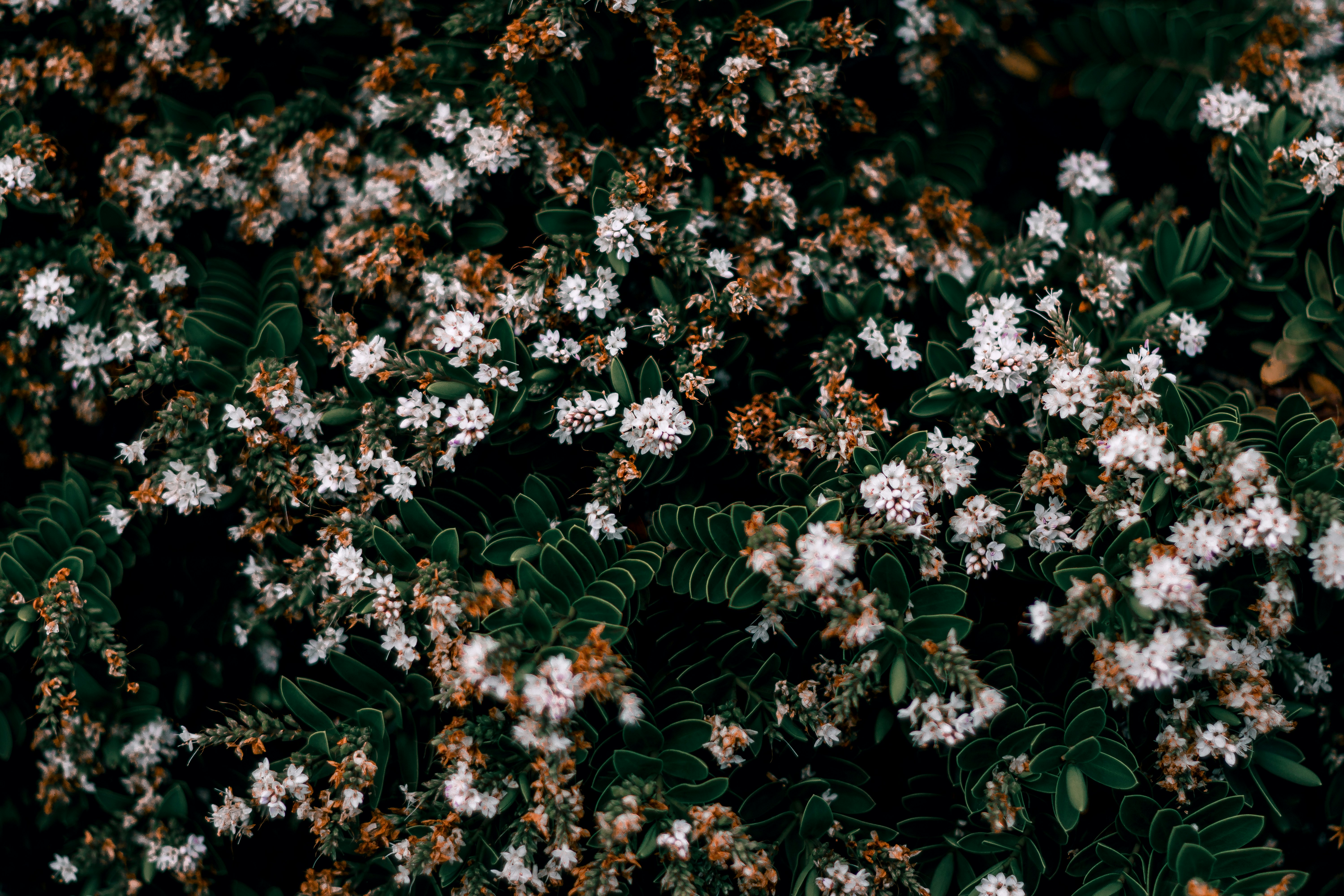 Photo by sirmisbehave