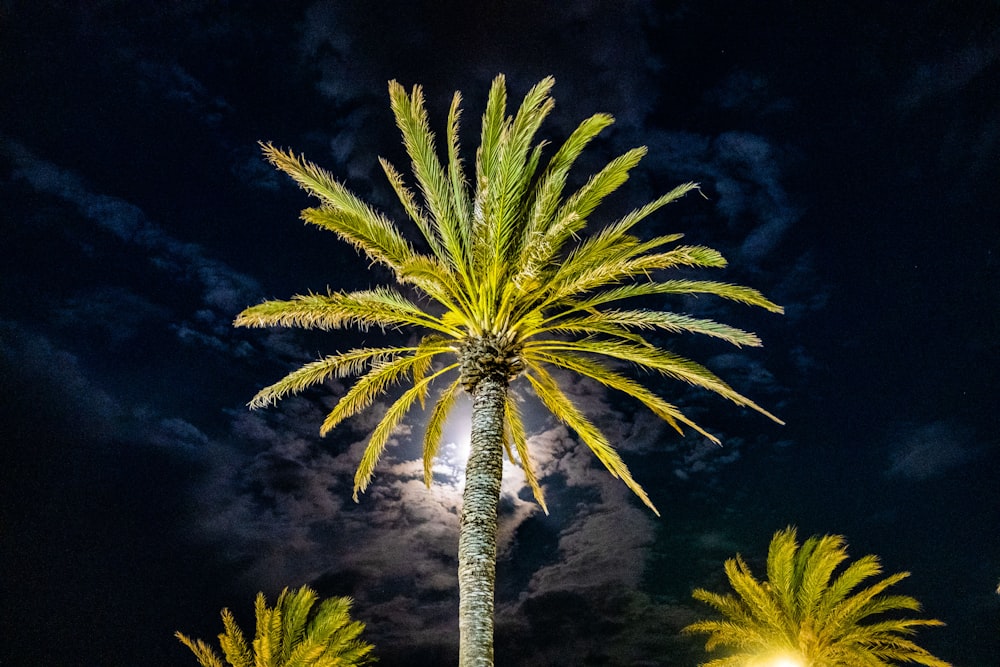 a palm tree is lit up at night