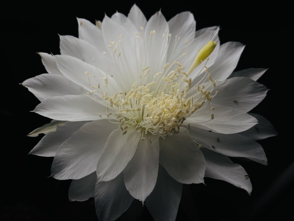 a white flower with yellow stamens on a black background