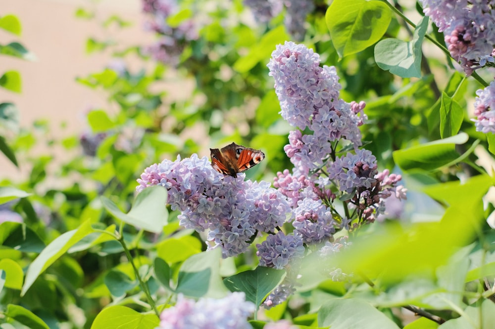 a butterfly sitting on top of a purple flower