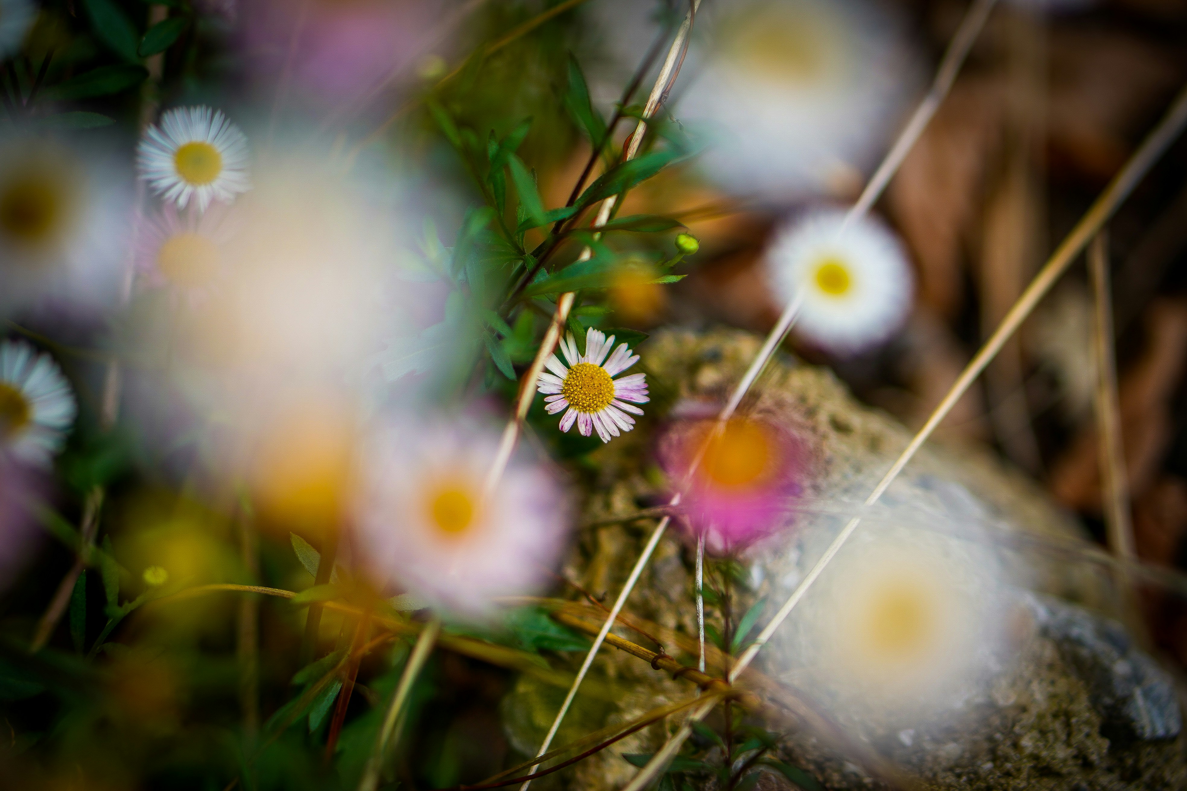 a bunch of flowers that are sitting in the grass