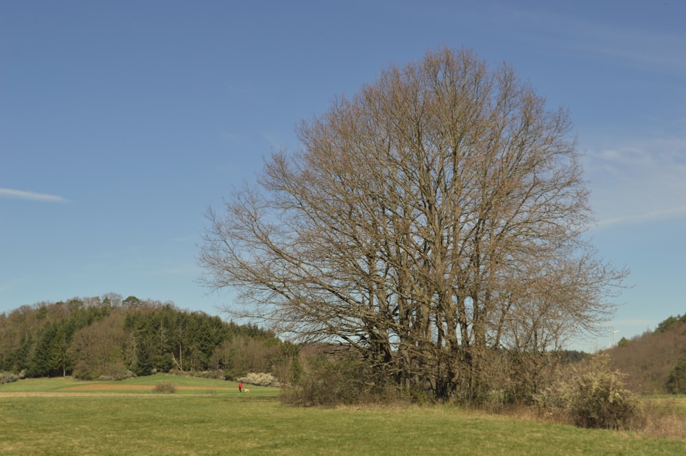 a lone tree in a field with a blue sky in the background