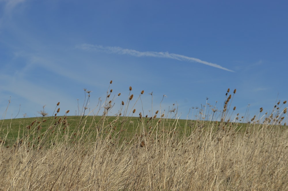 a field of tall grass with a blue sky in the background