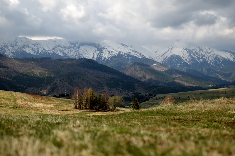 a grassy field with mountains in the background