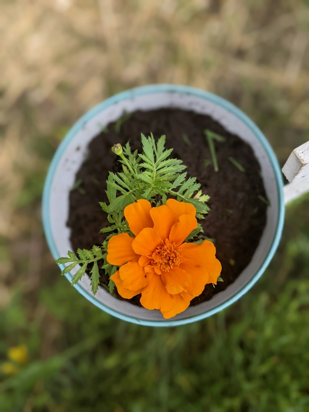 an orange flower is in a blue pot