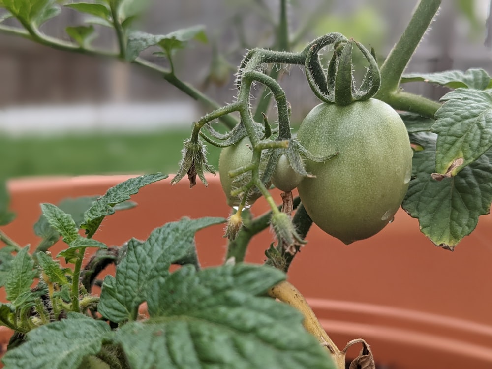 a close up of a tomato plant in a pot