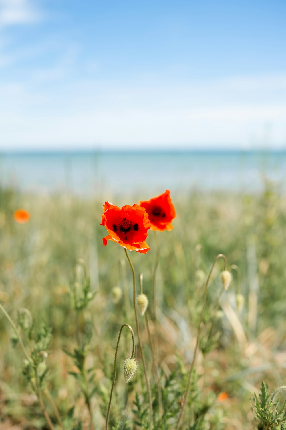 Una flor roja está en medio de un campo