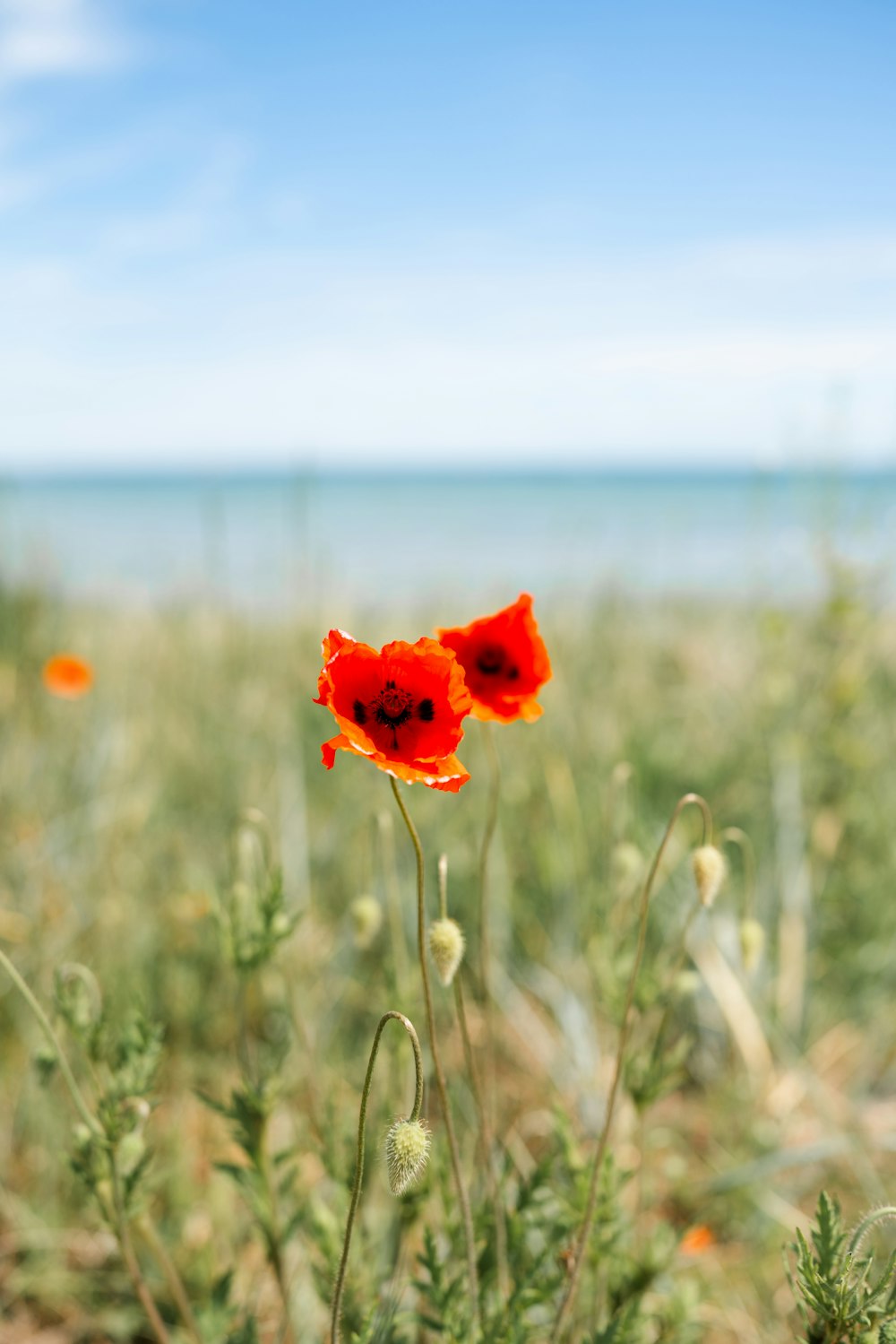 a red flower is in the middle of a field