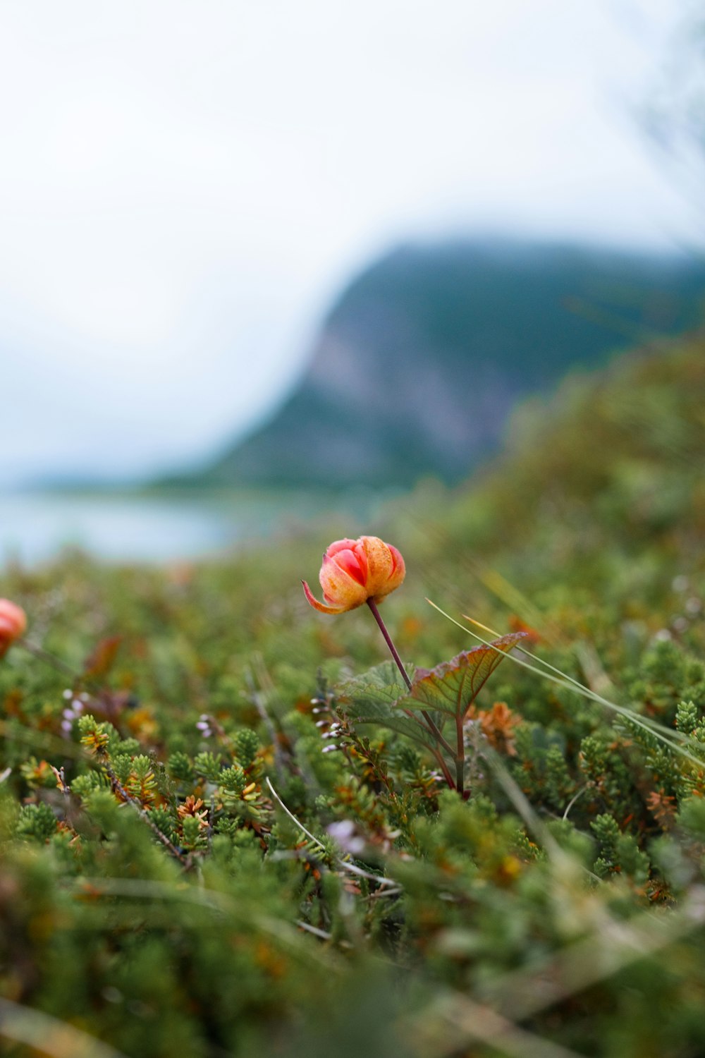 a couple of flowers that are in the grass