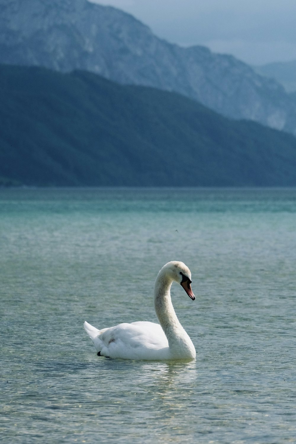 a white swan floating on top of a body of water