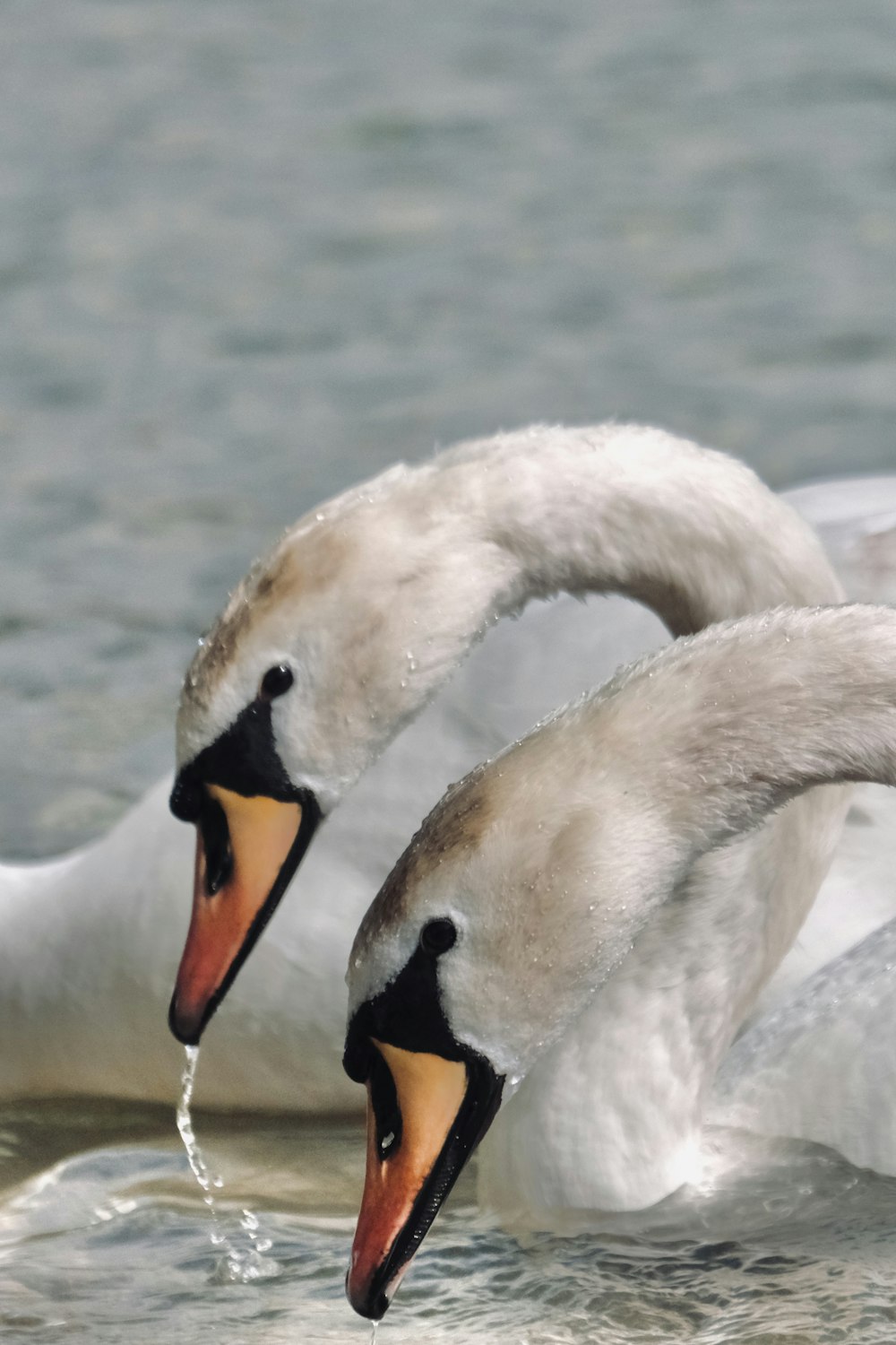 a couple of white swans swimming on top of a body of water