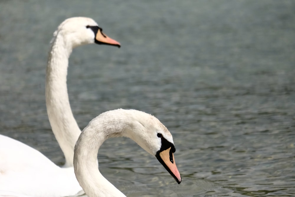 a couple of white swans floating on top of a lake