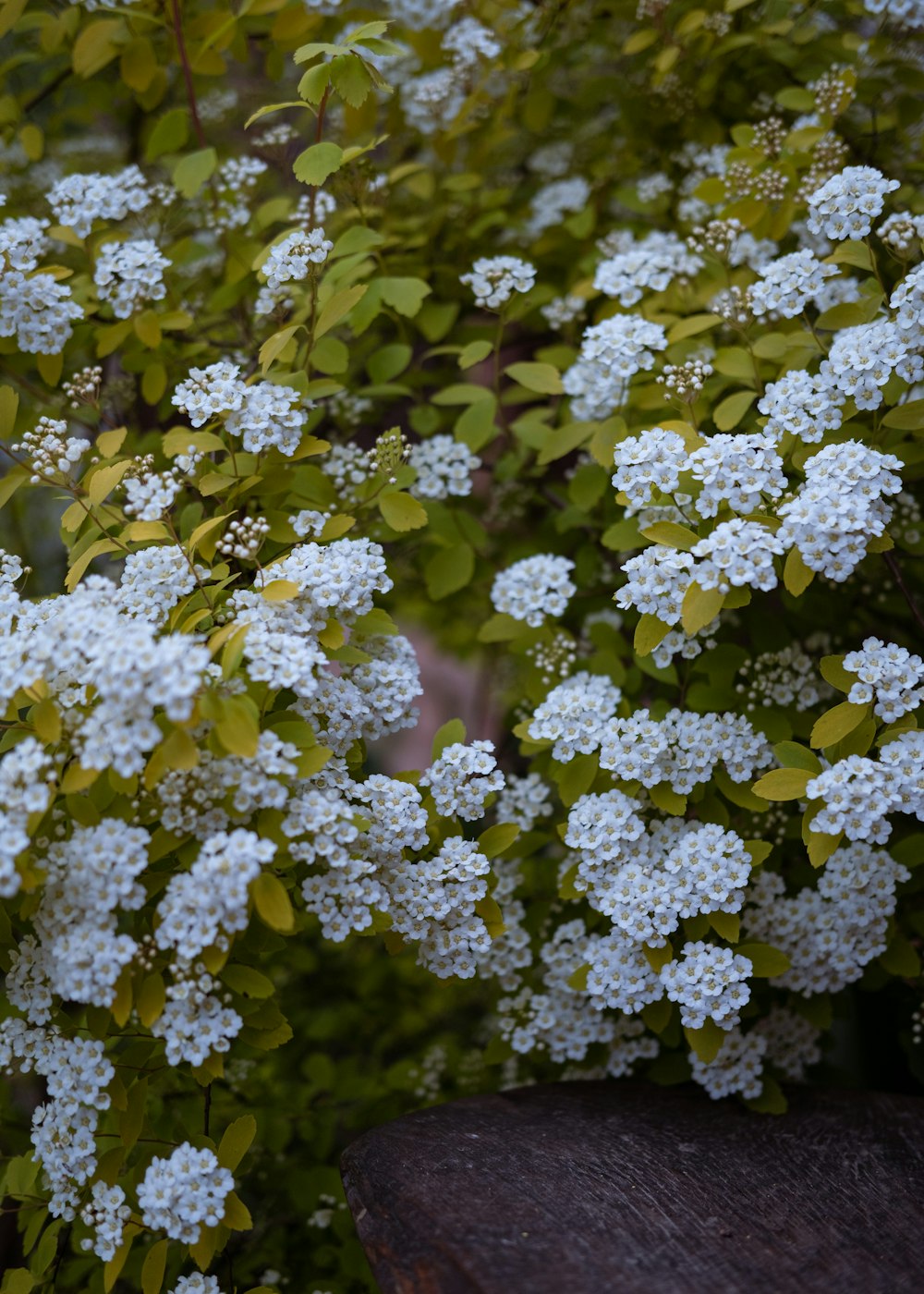 a bush of white flowers with green leaves