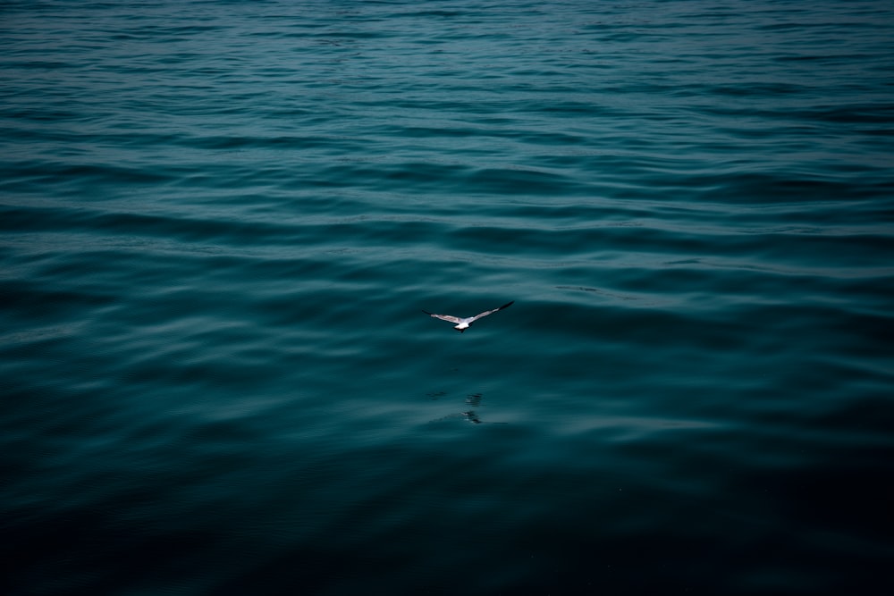 a seagull flying over a body of water