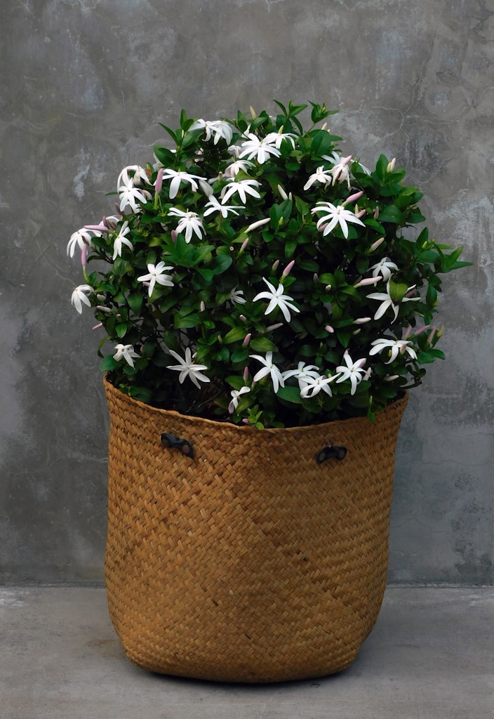 Woven Plant Basket