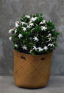 Woven Plant Basket