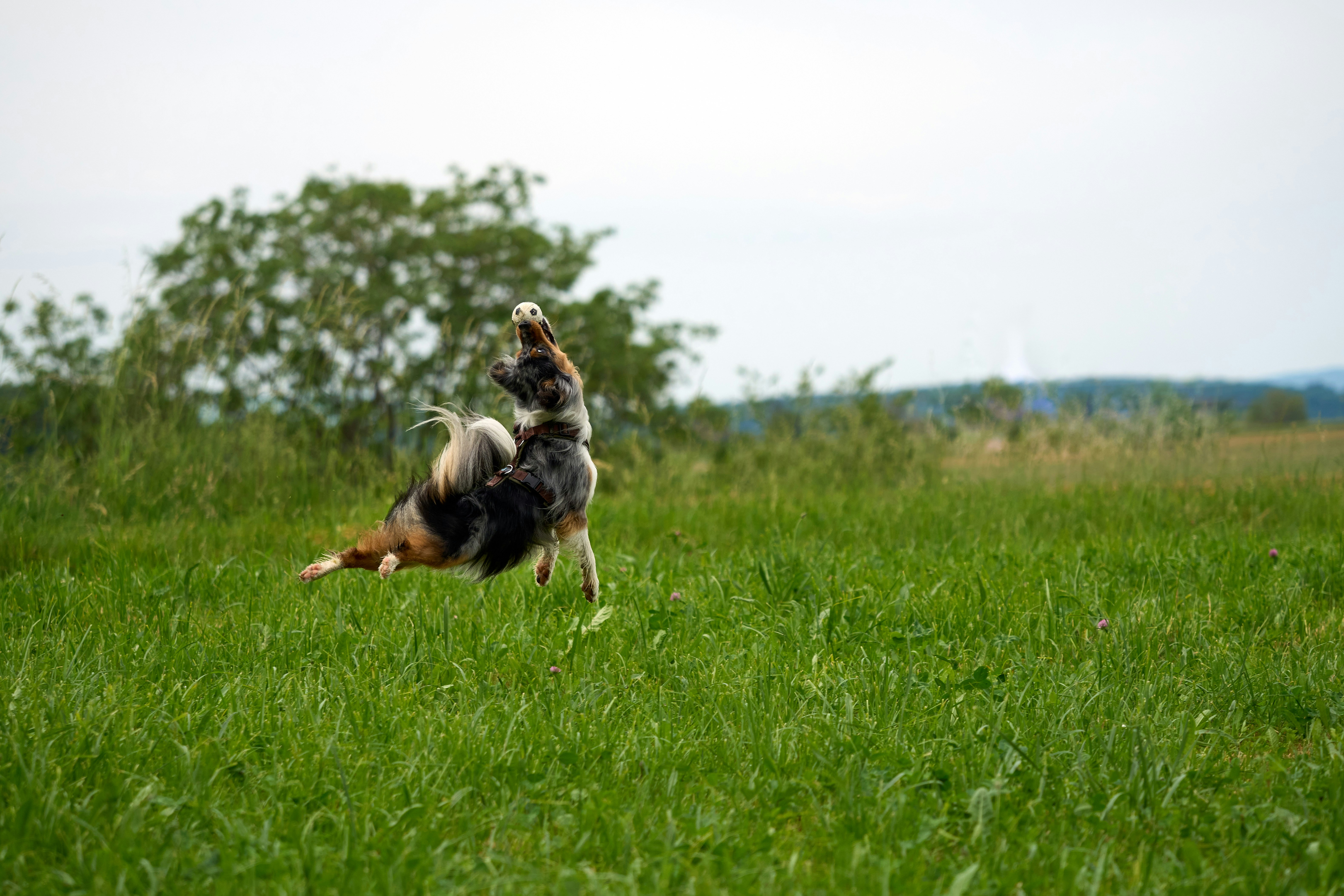 Photo by wolfgang_hasselmann