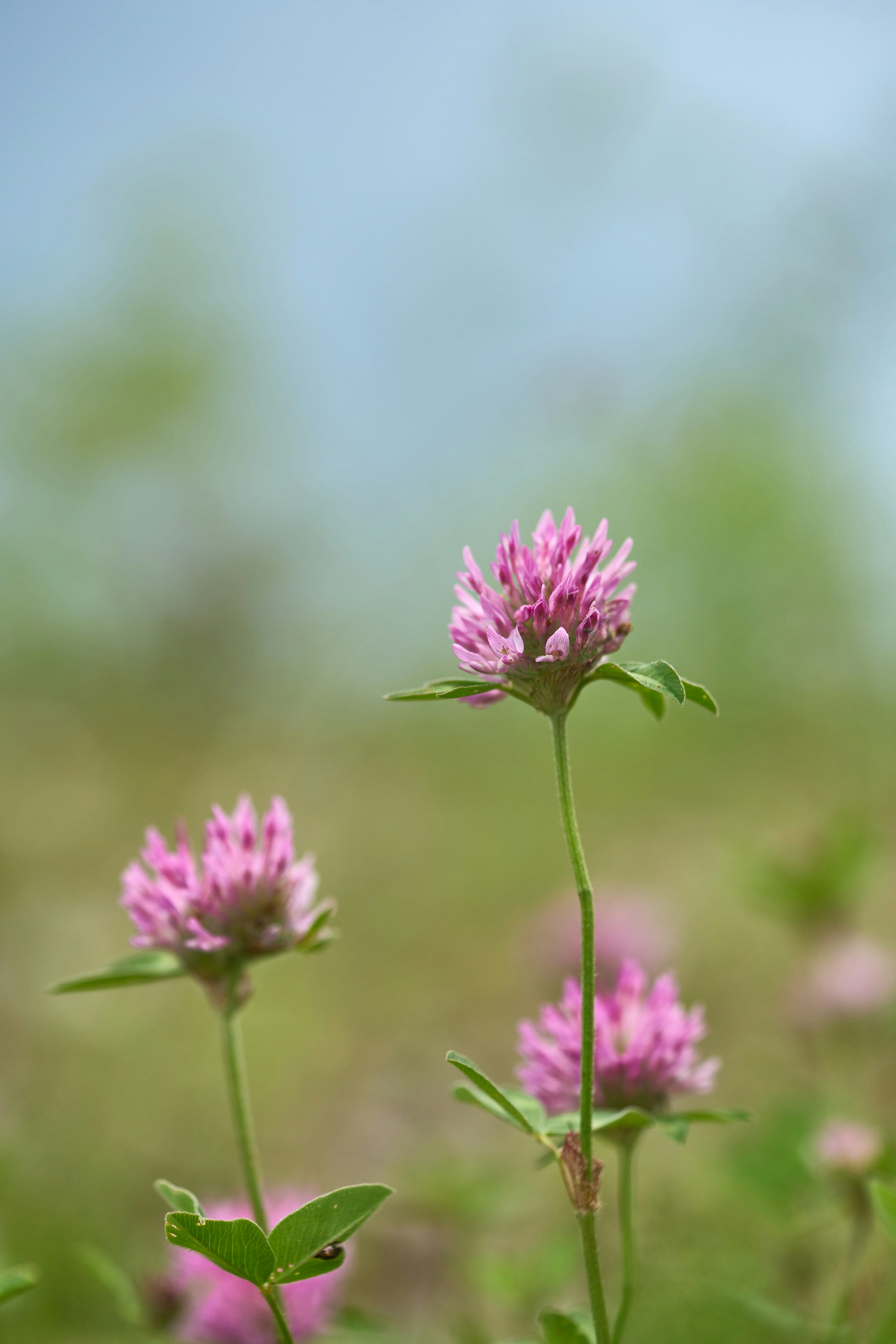 Photo by wolfgang_hasselmann