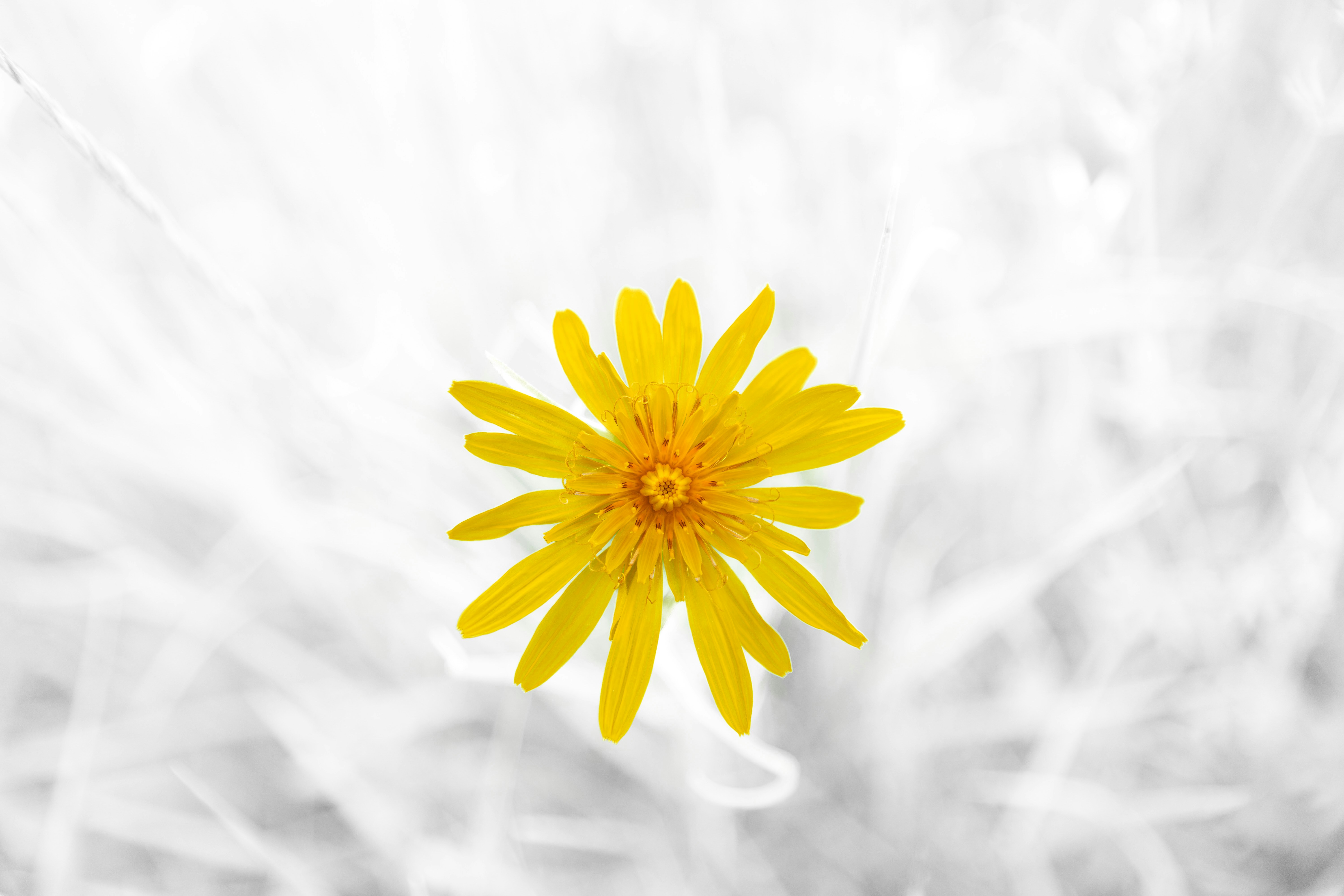 Photo by wolfgang_hasselmann