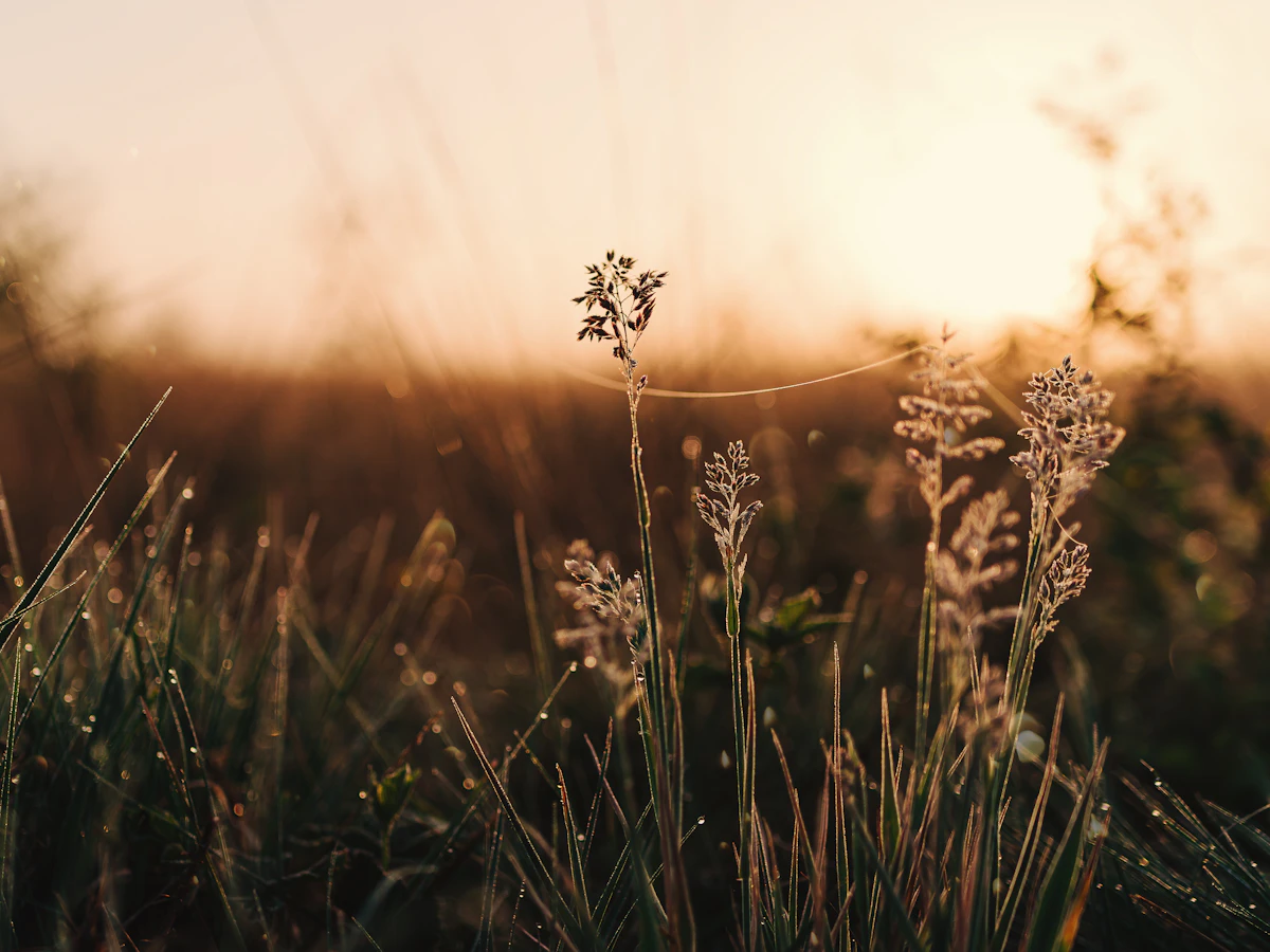 Field of tall grass with the sun setting behind it