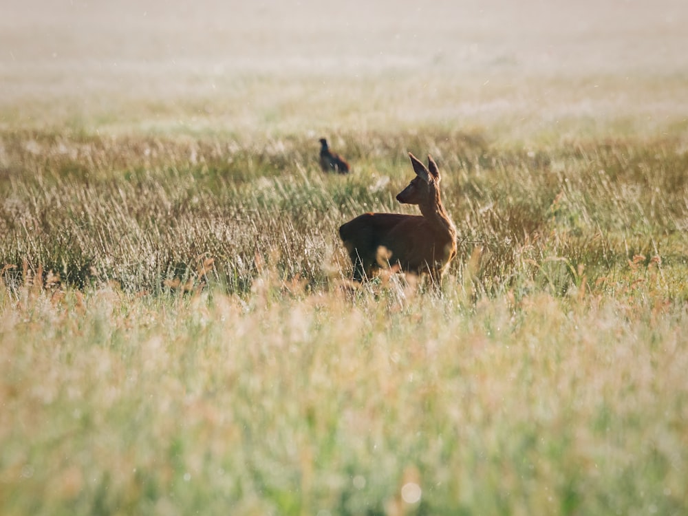 a bird standing on a dry grass field