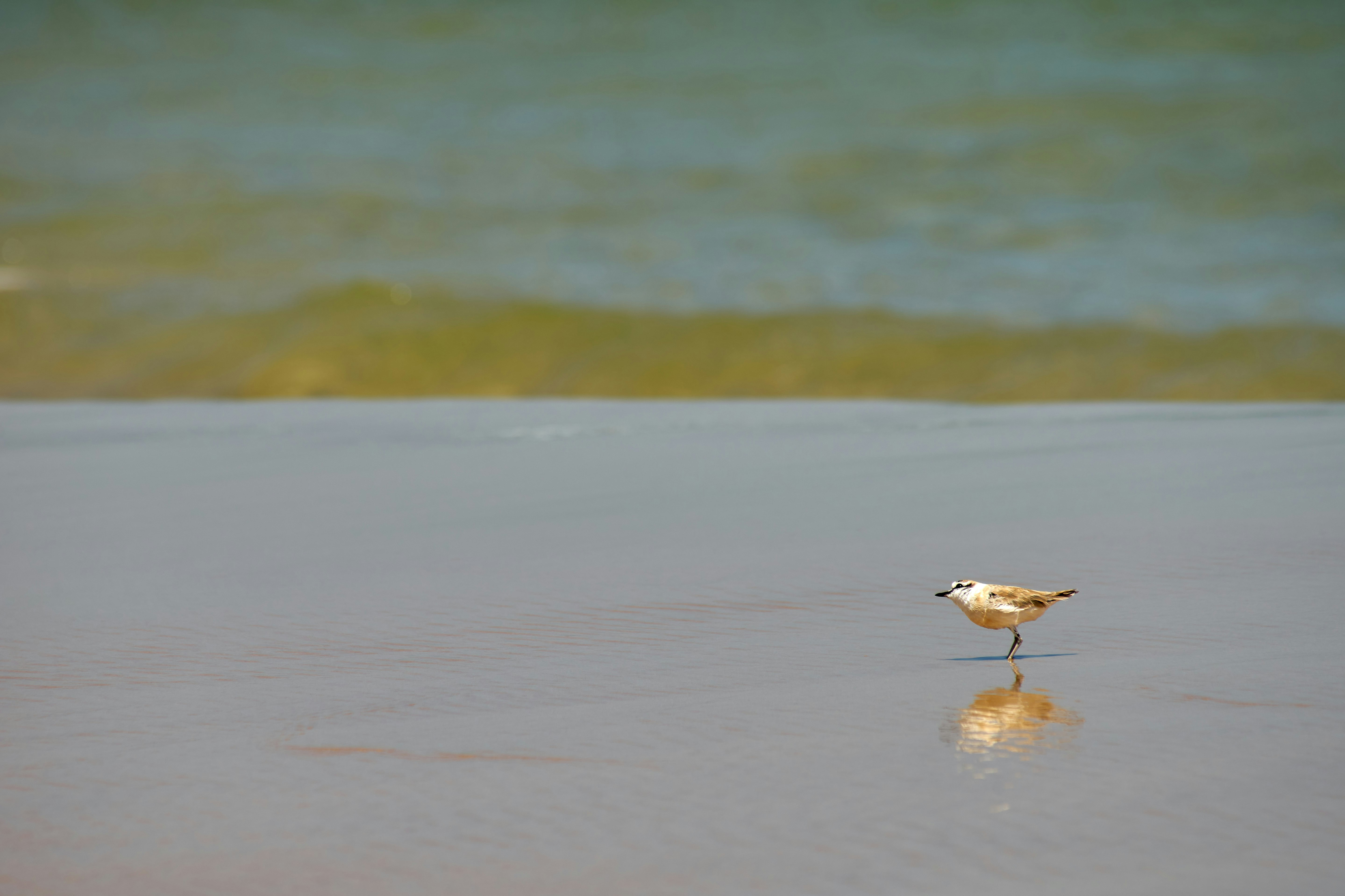 Photo by wolfgang_hasselmann