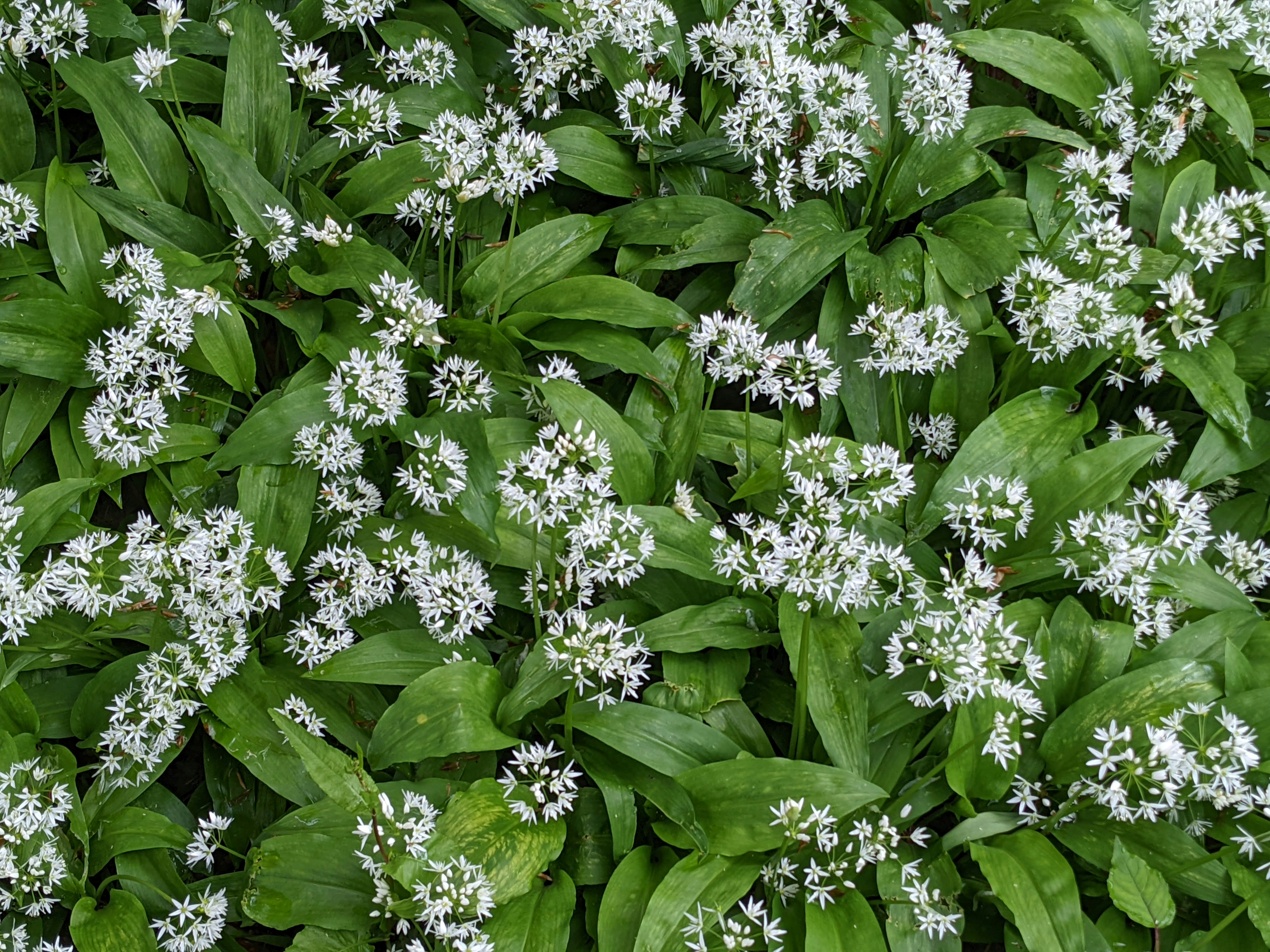 Un primer plano de un ramo de flores blancas