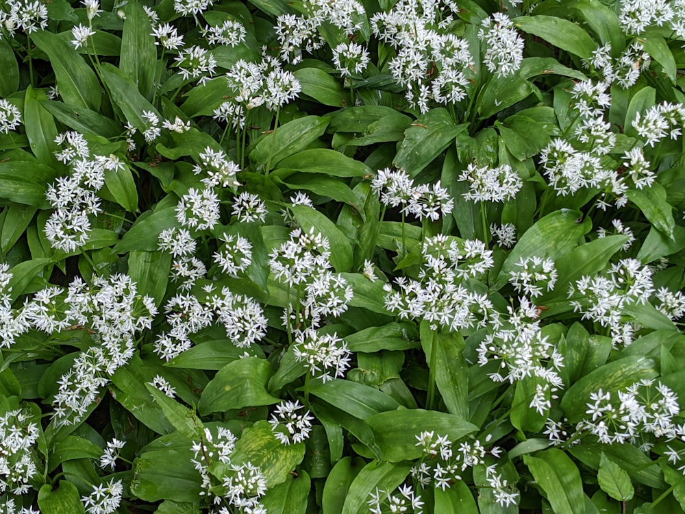 a close up of a bunch of white flowers