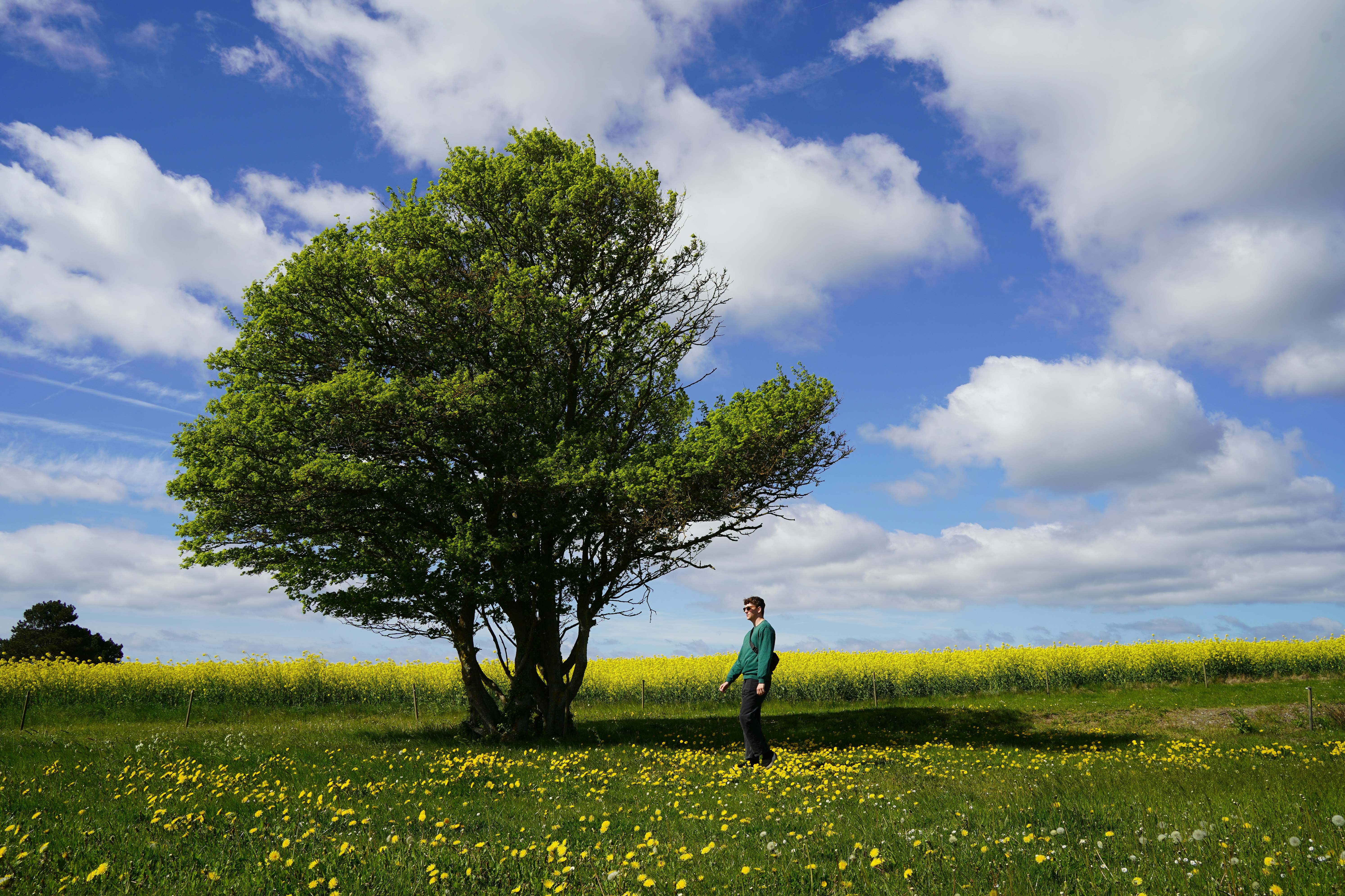 a man standing in a field next to a tree
