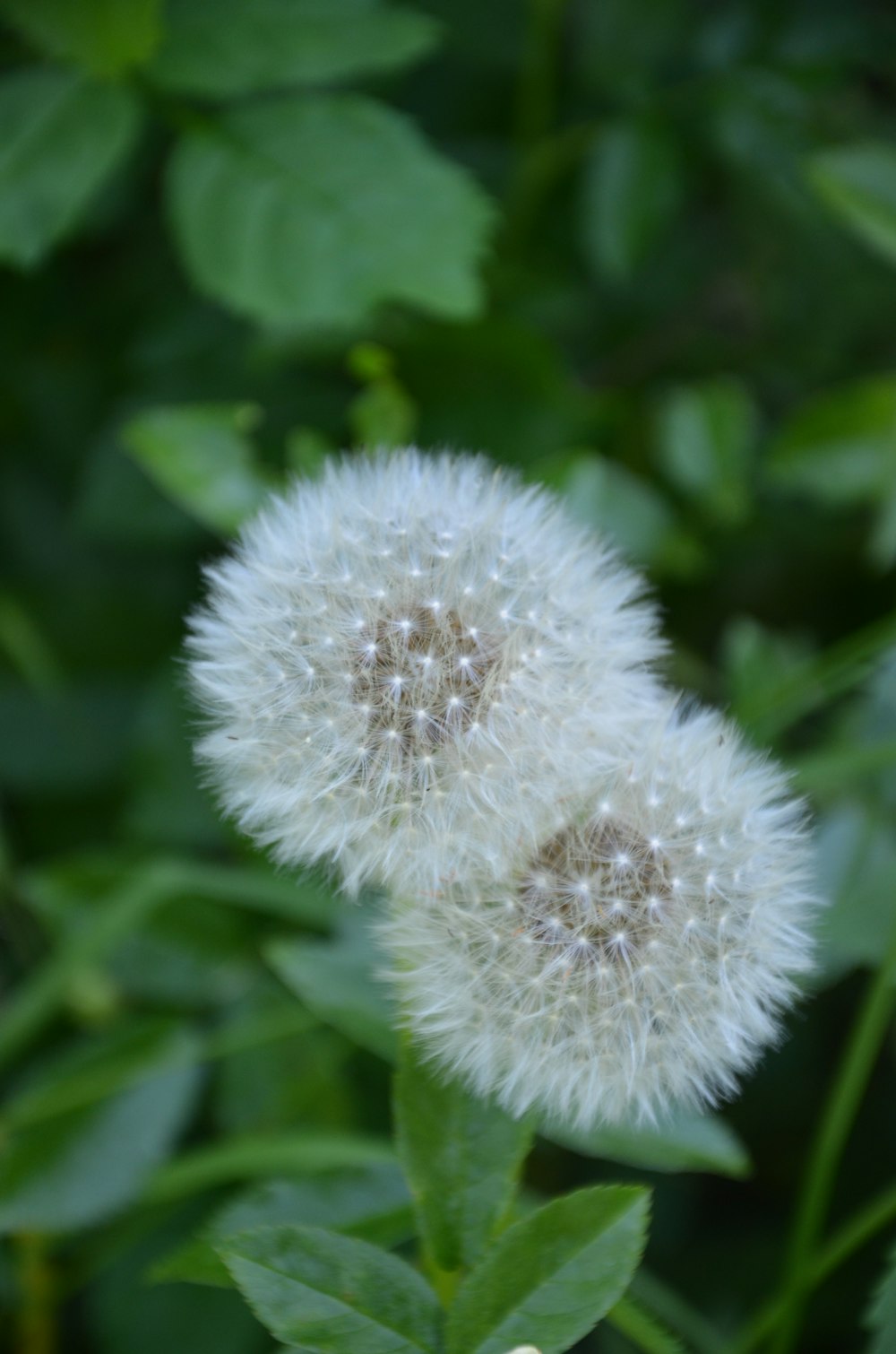 two white dandelions sitting on top of a green plant