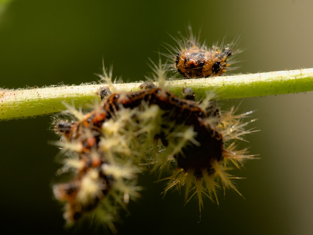 a close up of two bugs on a plant