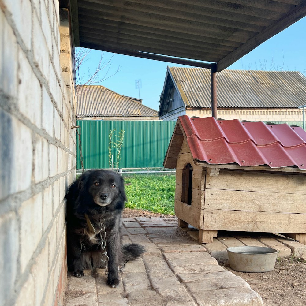 a black dog sitting in the doorway of a house