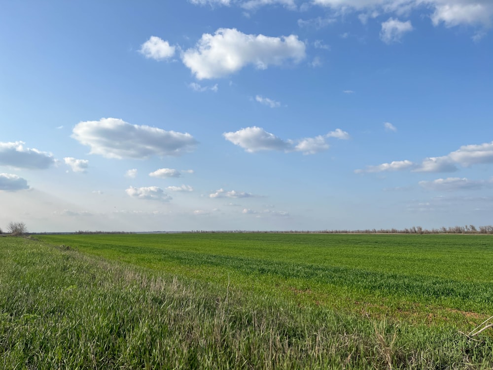 a large field of green grass under a blue sky