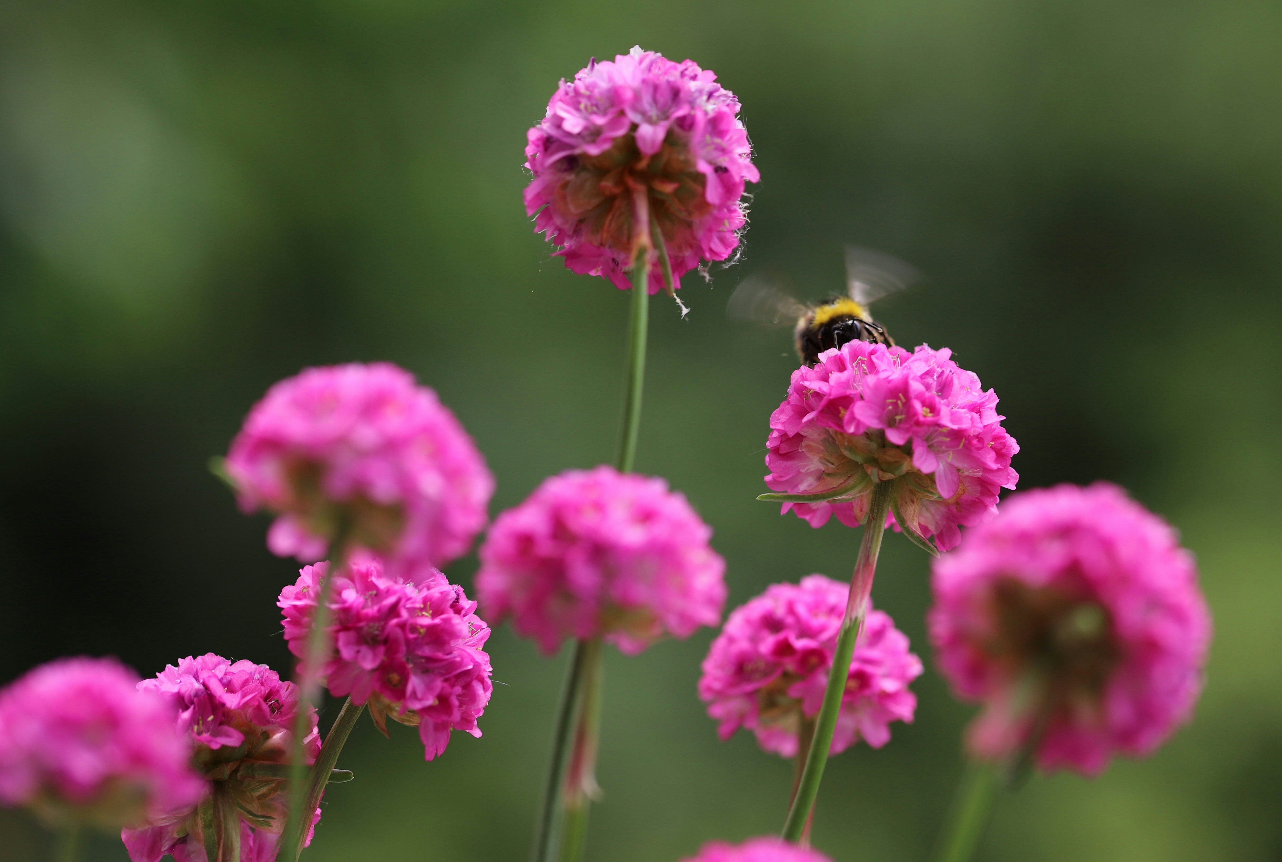a bee is sitting on a pink flower