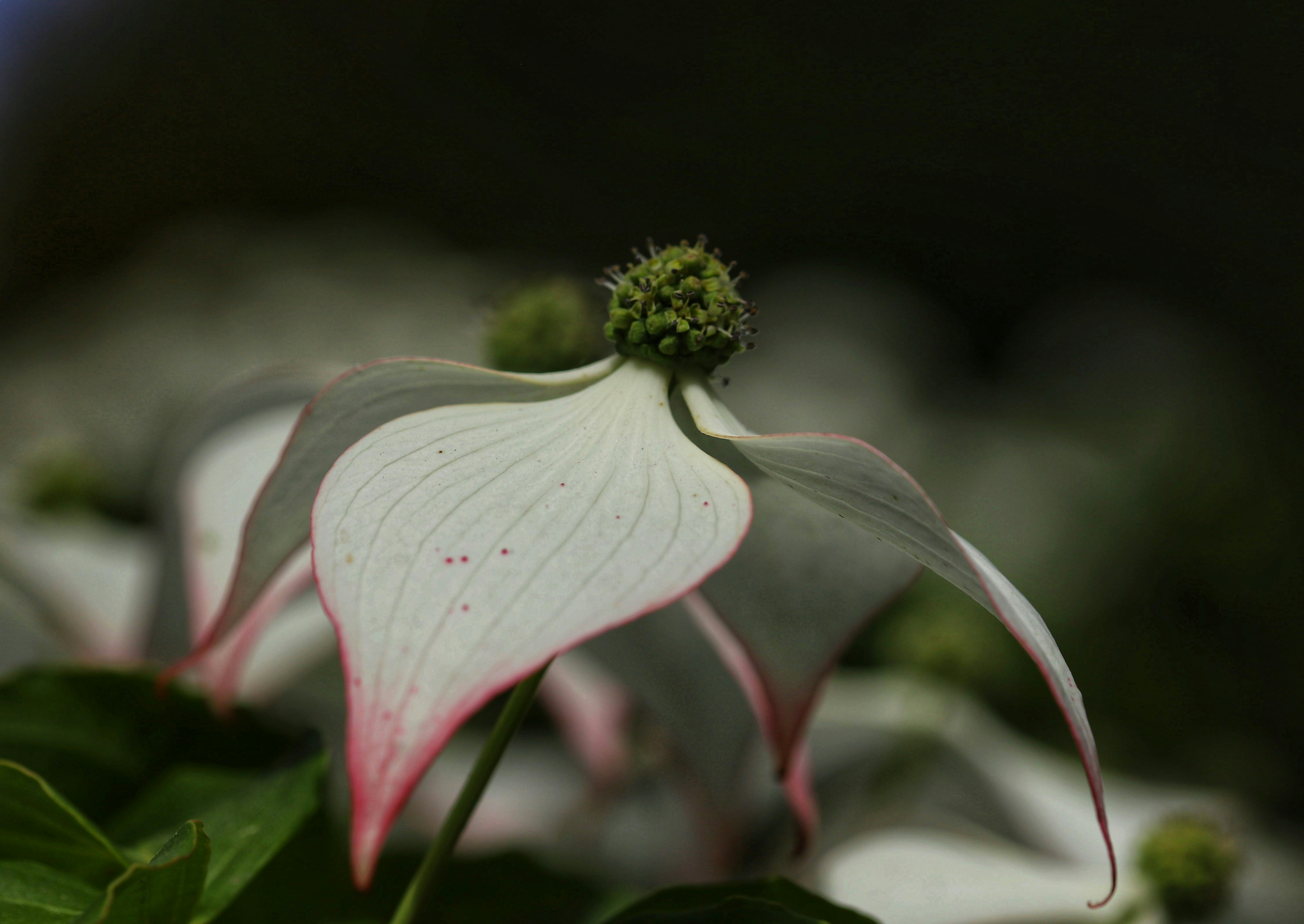 a close up of a white and pink flower