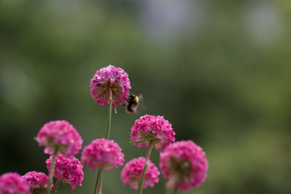 a bee flying over a bunch of pink flowers