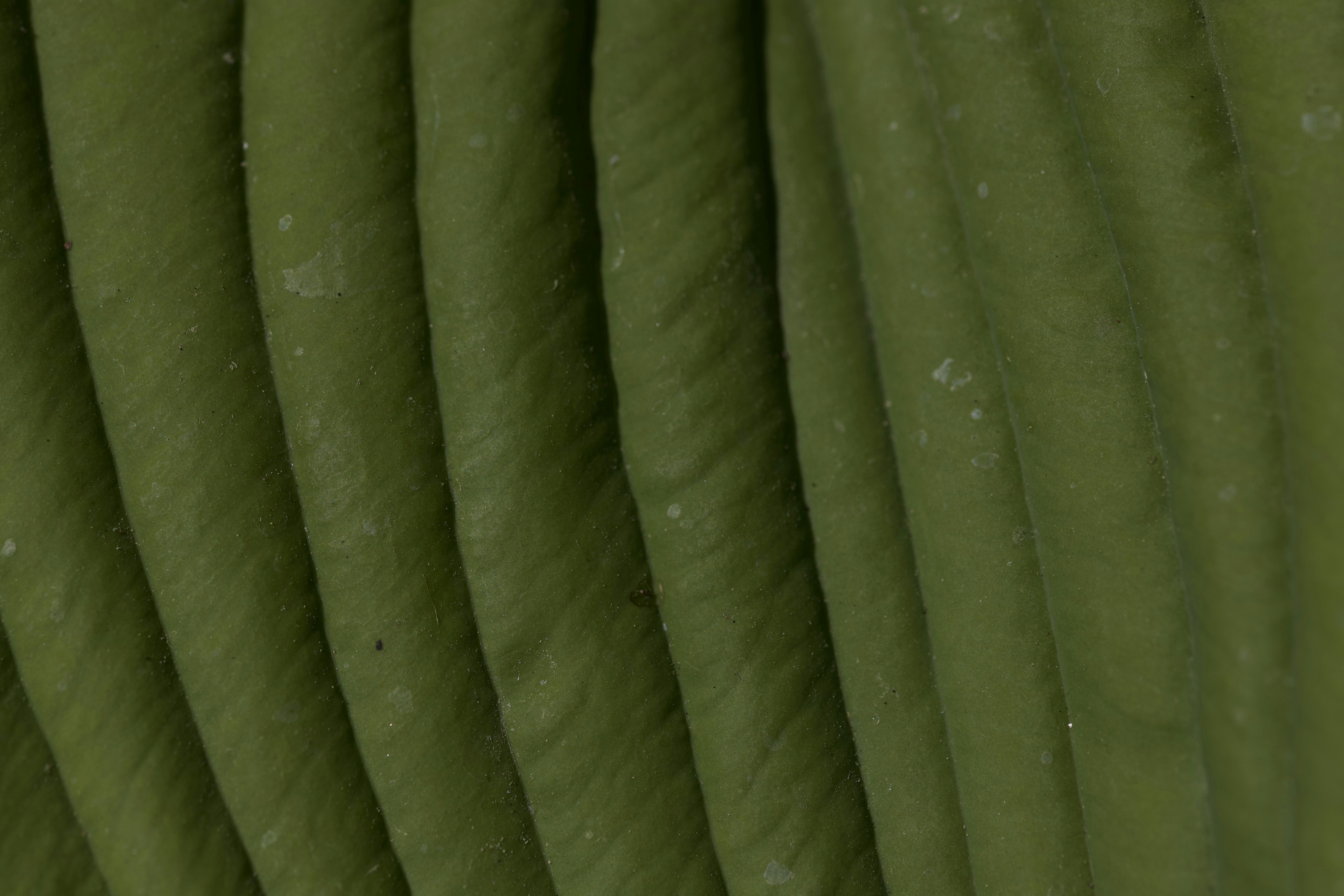 Zyn Wintergreen Pouch