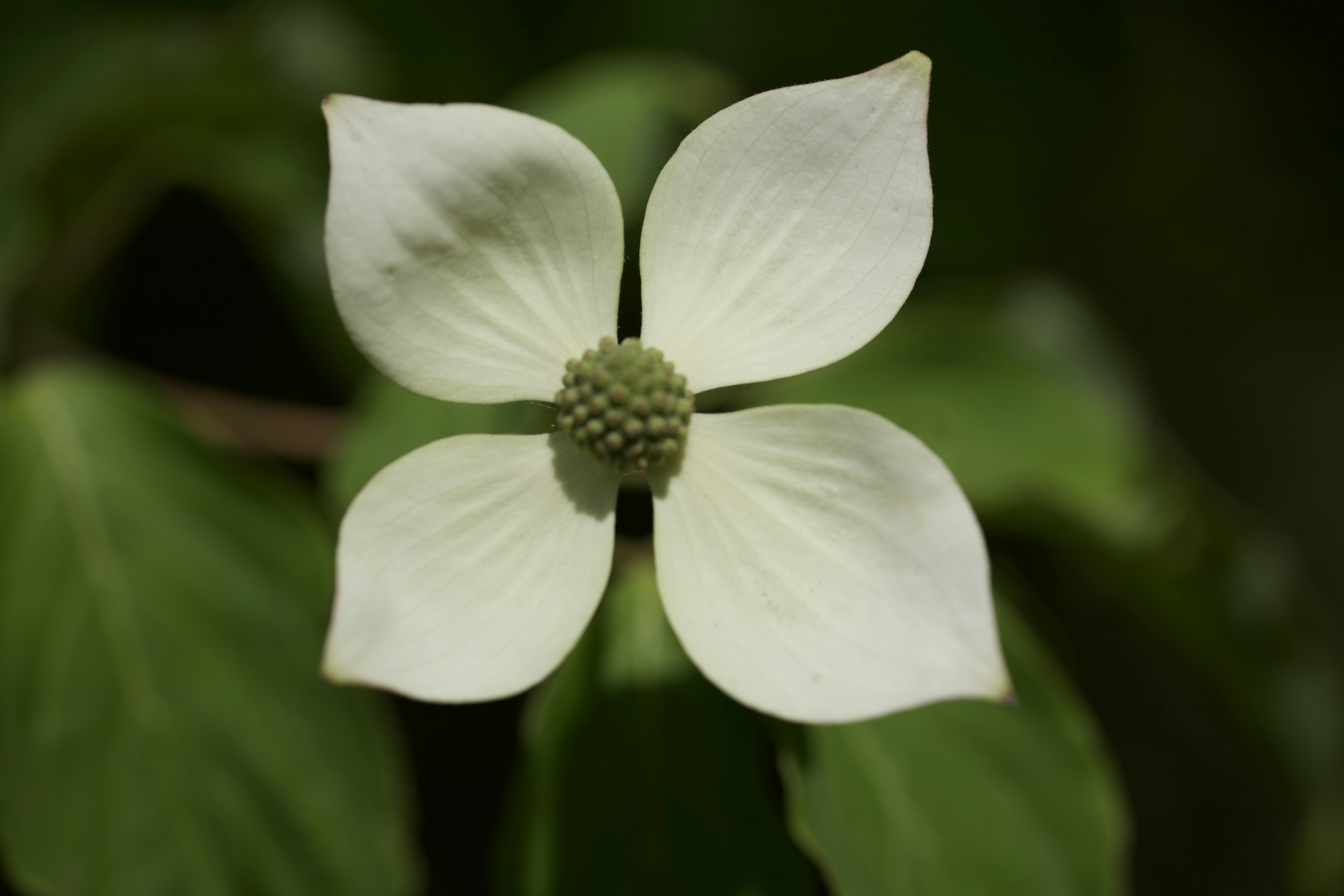 a white flower with green leaves in the background