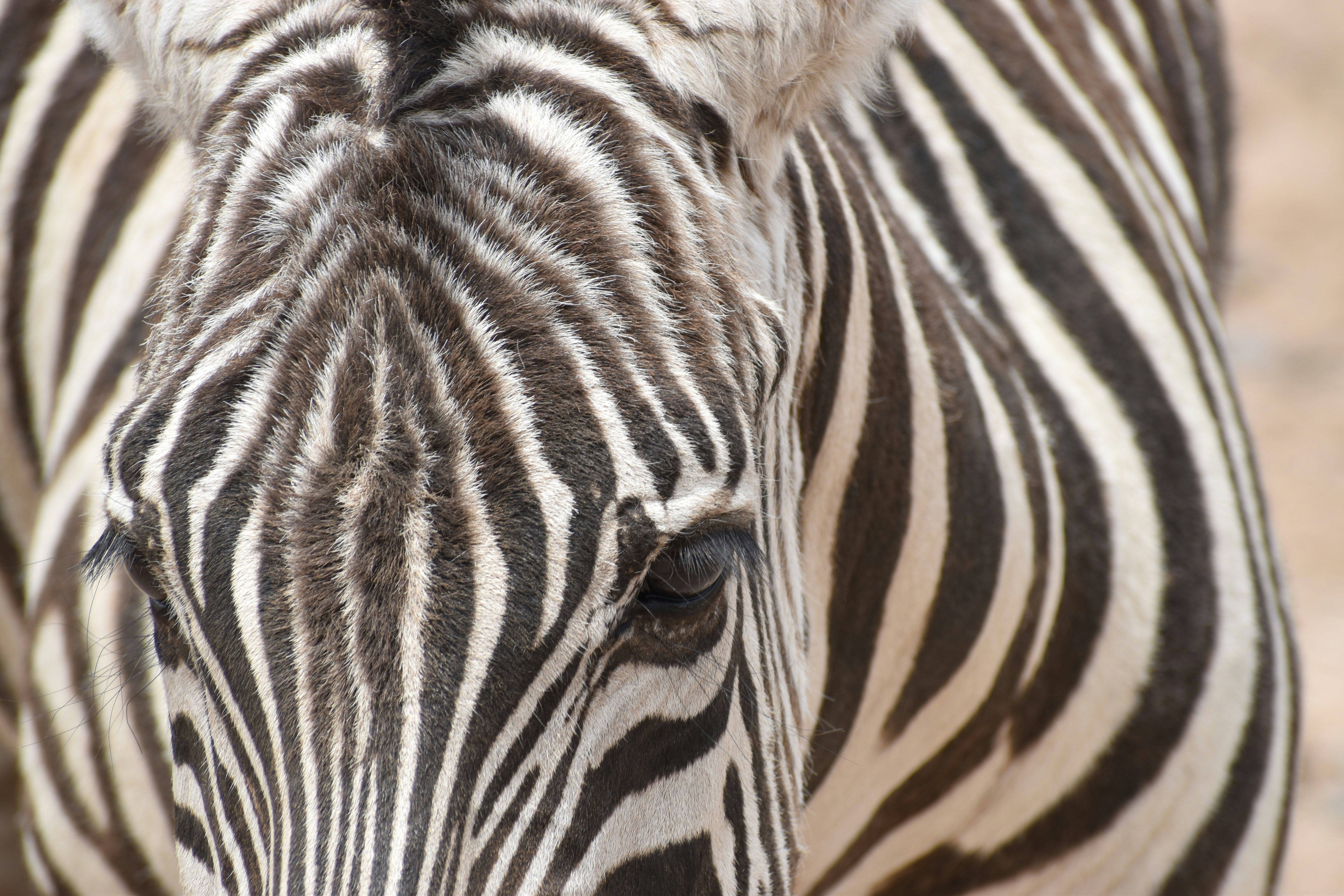 Photo by nothingnewphotos